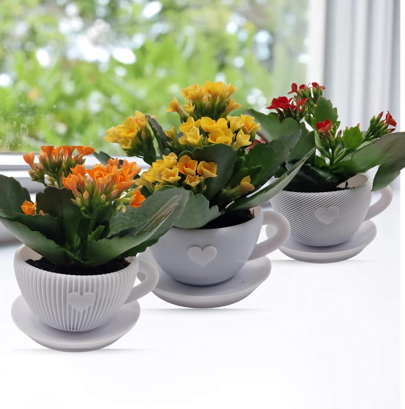 Kalanchoe in Herz-Tassen 3er
